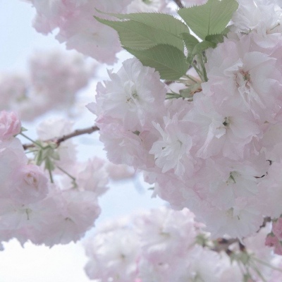 海棠FurryQQ群介绍